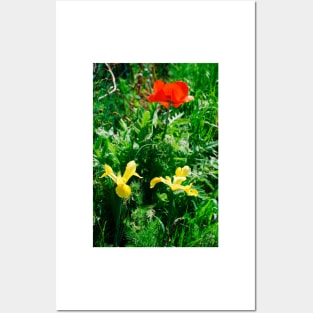 Giant Red Poppy and Irises Posters and Art